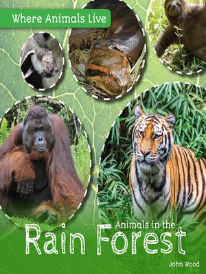 cover image of Animals in the Rain Forest